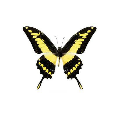 Thoas King Swallowtail Butterfly Papilio Thoas Cinyras Male Folded Fast From Usa