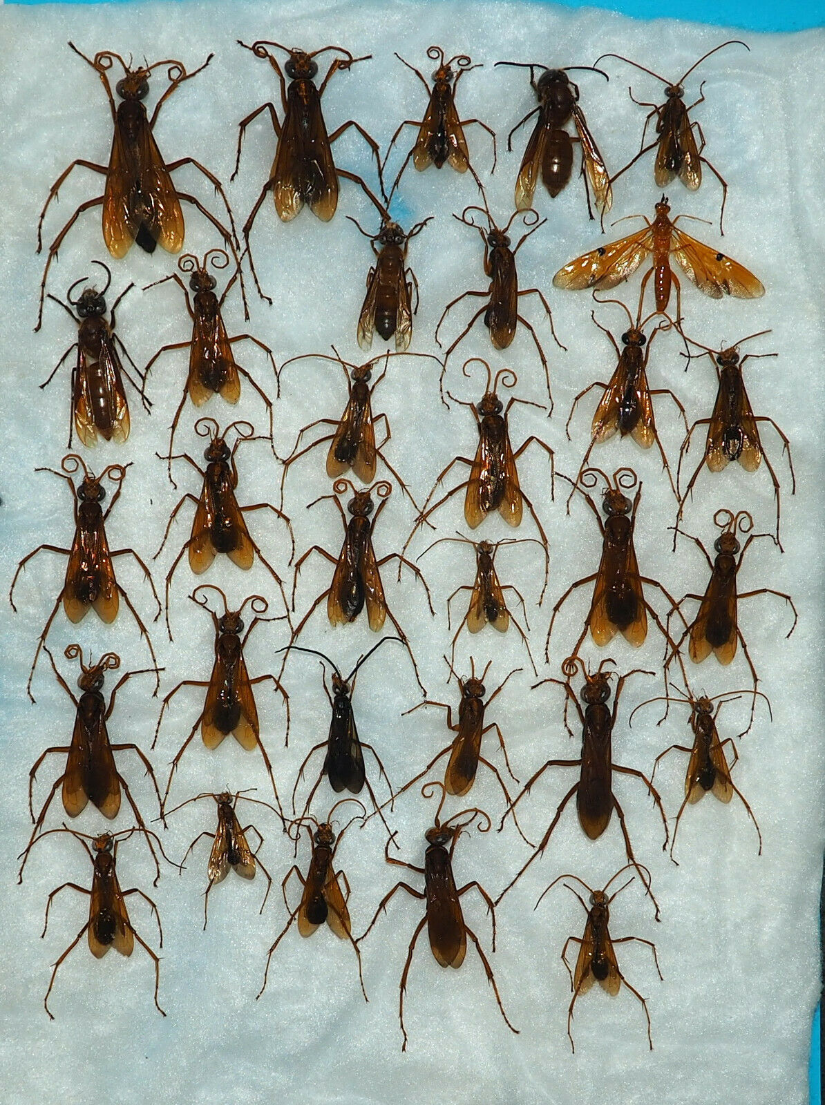 Hymenoptera Mix, 31 From West Kalimantan (19)