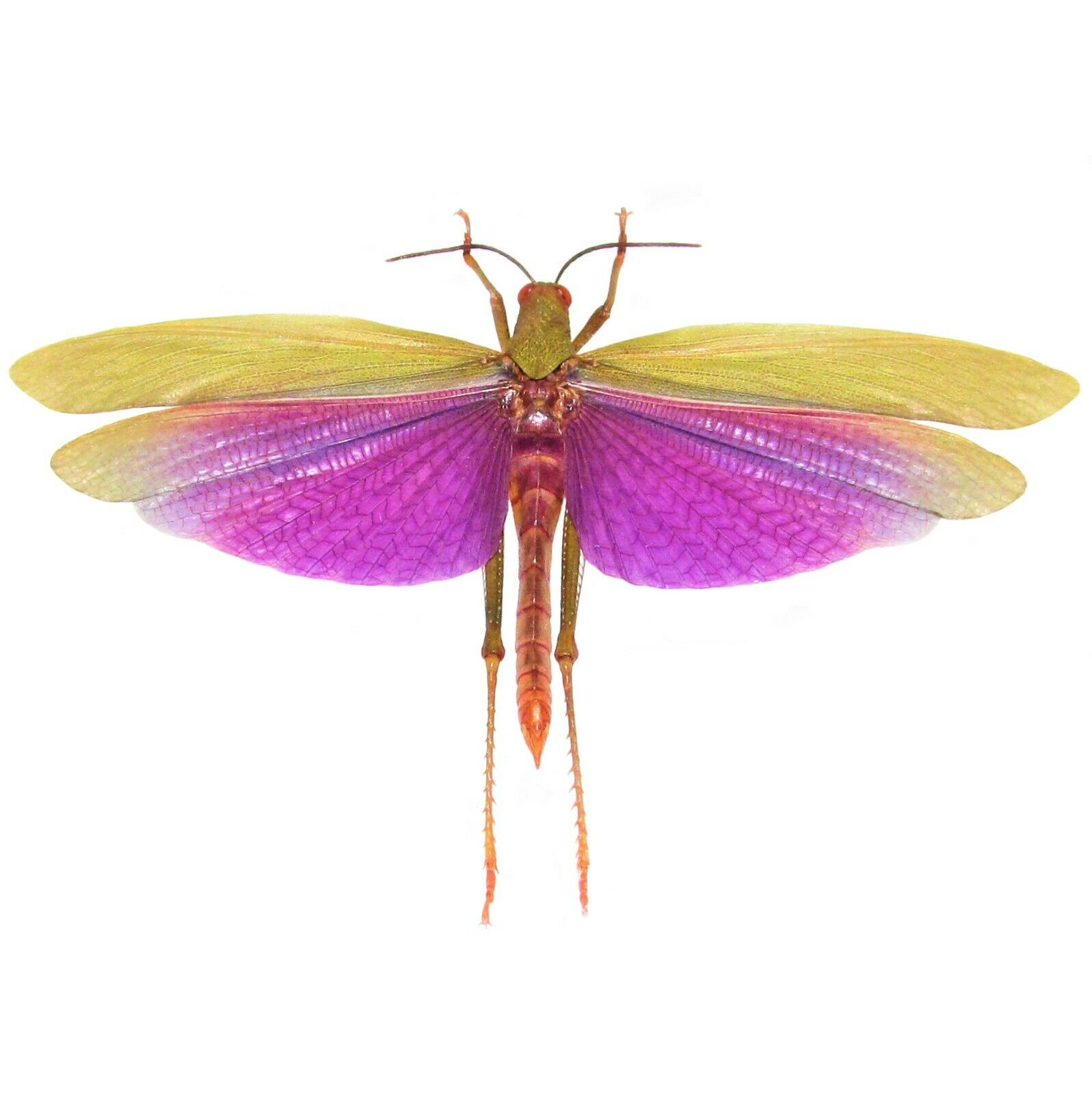 Titanacris Albipes Real Purple Grasshopper Wings Closed Unmounted