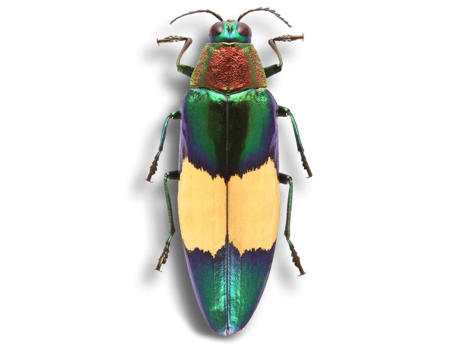 Real Rare Find Chrysochroa Maruyamai Jewel Metallic Beetle Unmounted In Usa Ship