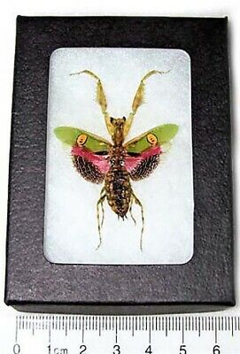 Creobroter Gemmatus Real Pink Flower Praying Mantis Framed Insect