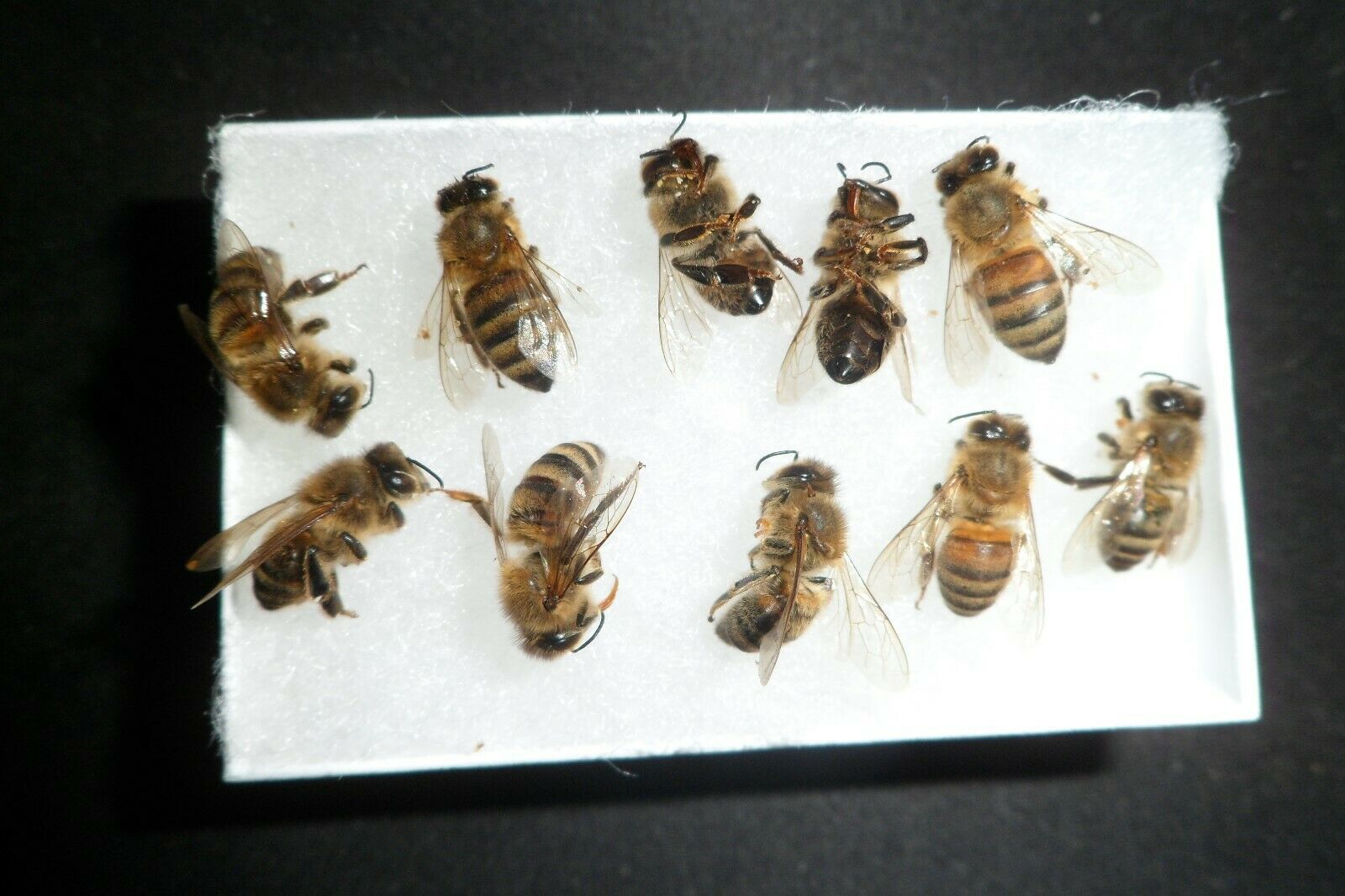 🌟🌟🌟🌟🌟🐝 12 Real Honey Bees  {{{ Dryed }}}  Specimen Insect Taxidermy *