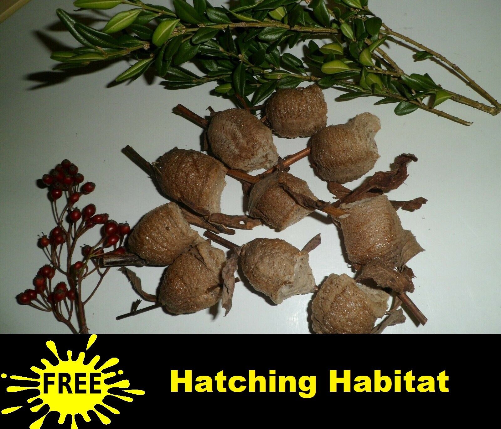 10 Large Praying Mantis Egg   Mantis Egg Cases + Free Hatching Bag 2023 Season®