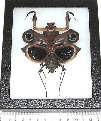 Deroplatys Dessicata Dark Female Real Framed Praying Mantis Black Death Mantis