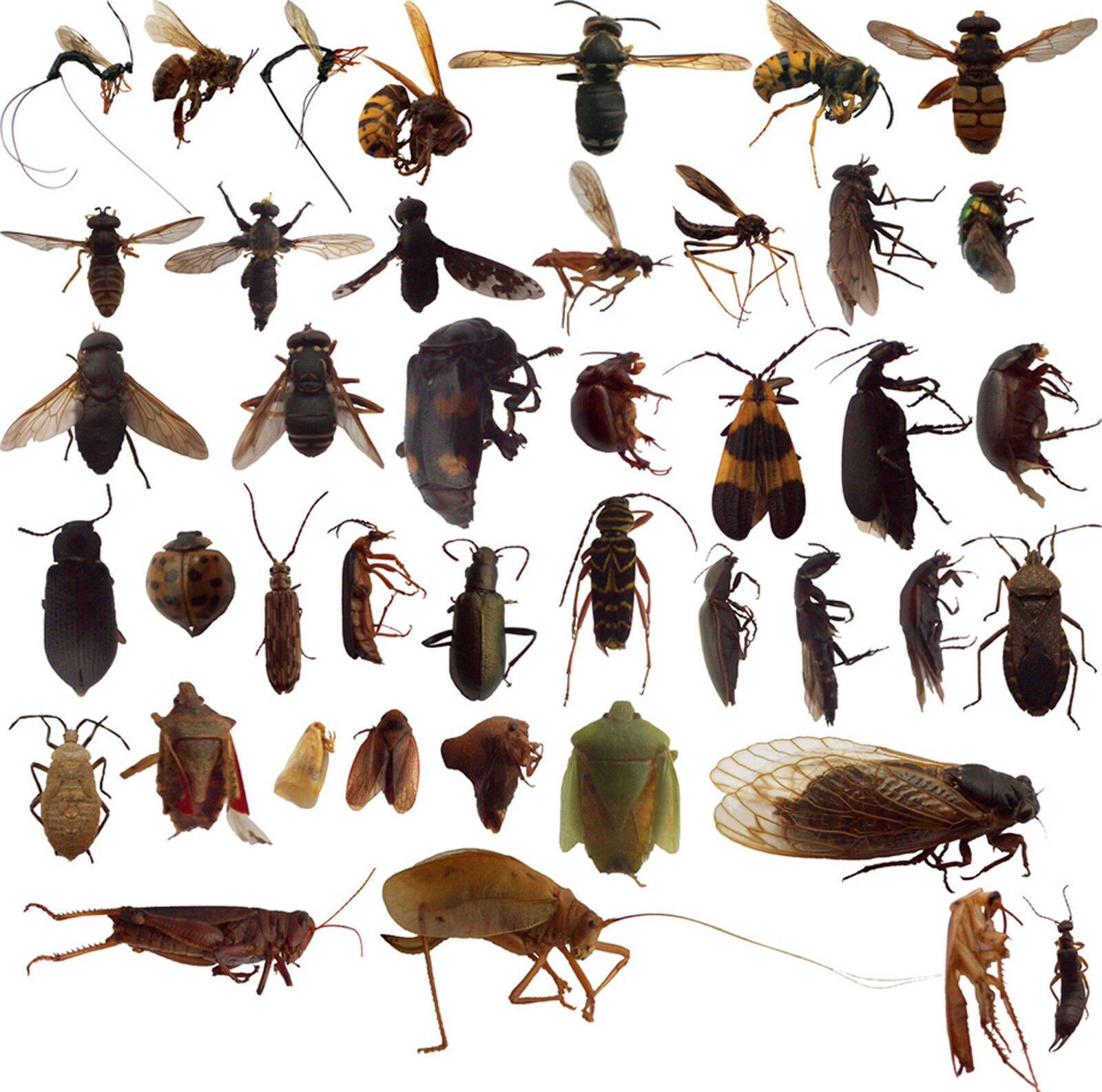 100 Dead Bugs Entomology Class School Insect Bug Collection Identified Us Native