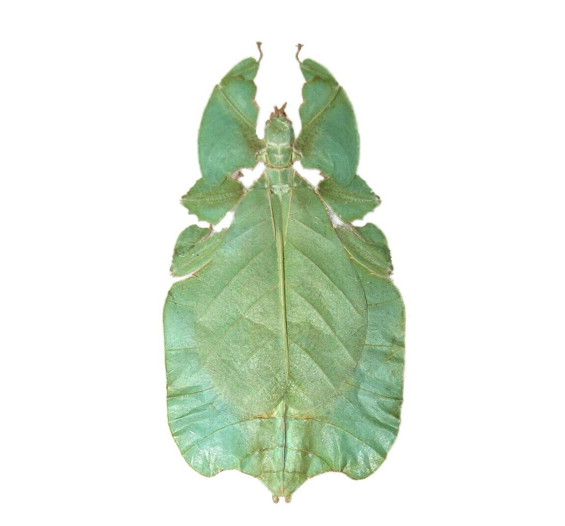 Phyllium Pulchrifolium One Real Green Walking Leaf Stick Bug Spread